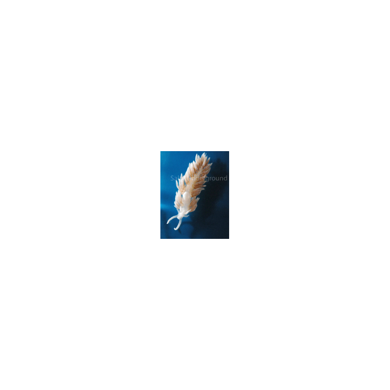 1 Inch plus Berghia Nudibranch 1 Inch plus Berghia Nudibranch