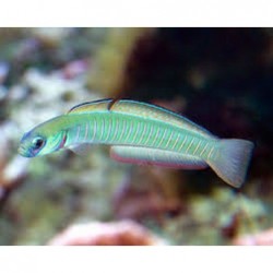 Bar Goby (Ptereleotris zebra)