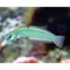 Bar Goby (Ptereleotris zebra)