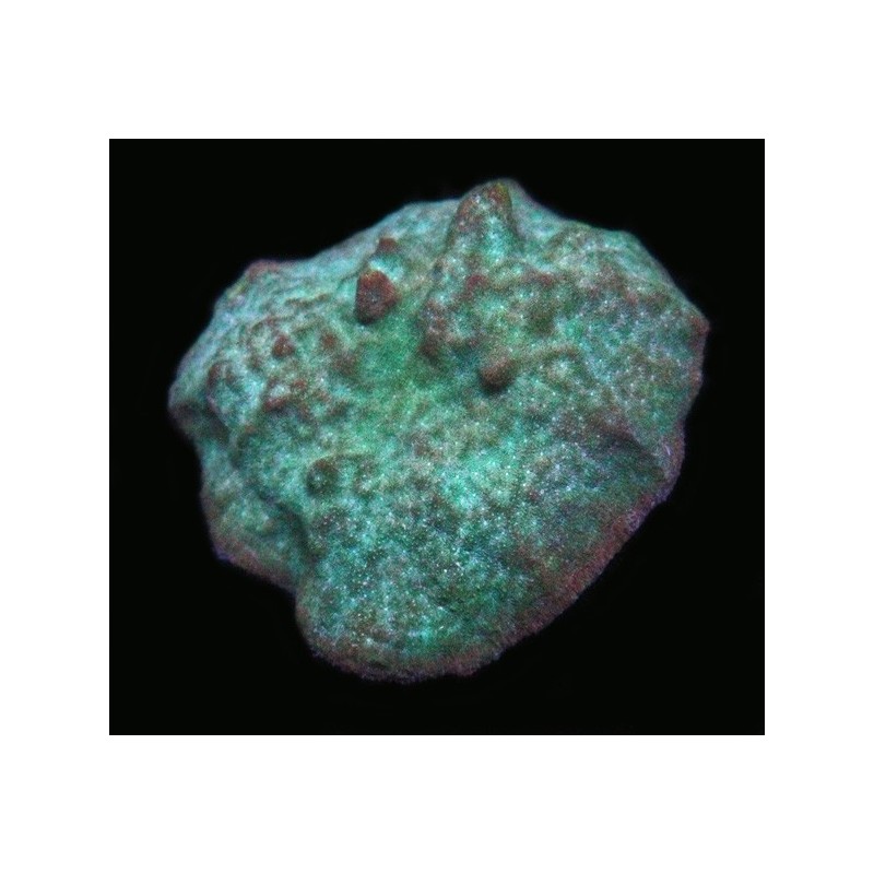 Green Psammocora