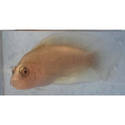 Green Serosa Dottyback (Pseudochromis sp.)