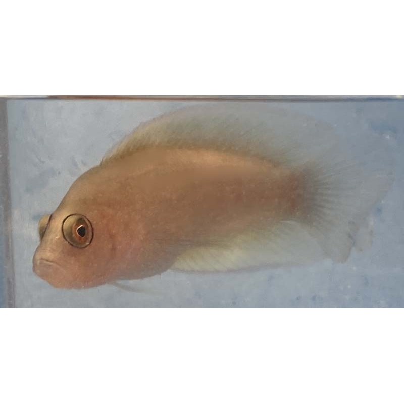 Green Serosa Dottyback (Pseudochromis sp.)