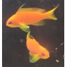 Orange Blue Eyed Anthias (Pseudanthias squamipinnis)