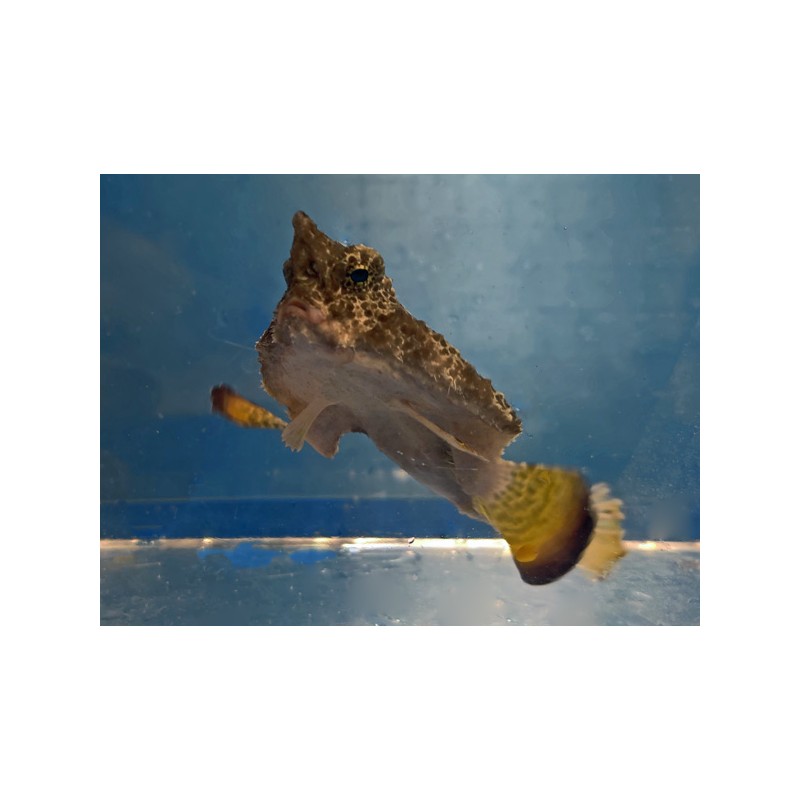 Walking Batfish (Ogcocephalus corniger)