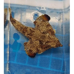 Walking Batfish (Ogcocephalus corniger) topdown
