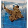 Walking Batfish (Ogcocephalus corniger) topdown