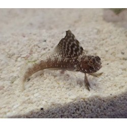 Atlantic Sailfin Blenny (Emblemaria pandionis)