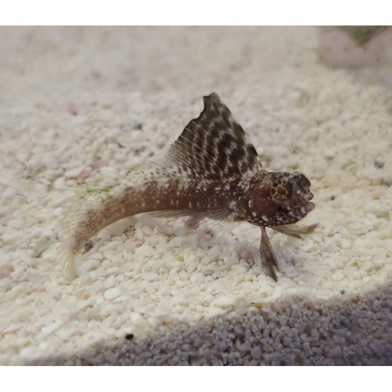 Atlantic Sailfin Blenny (Emblemaria pandionis) Atlantic Sailfin Blenny (Emblemaria pandionis)