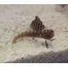 Atlantic Sailfin Blenny (Emblemaria pandionis)