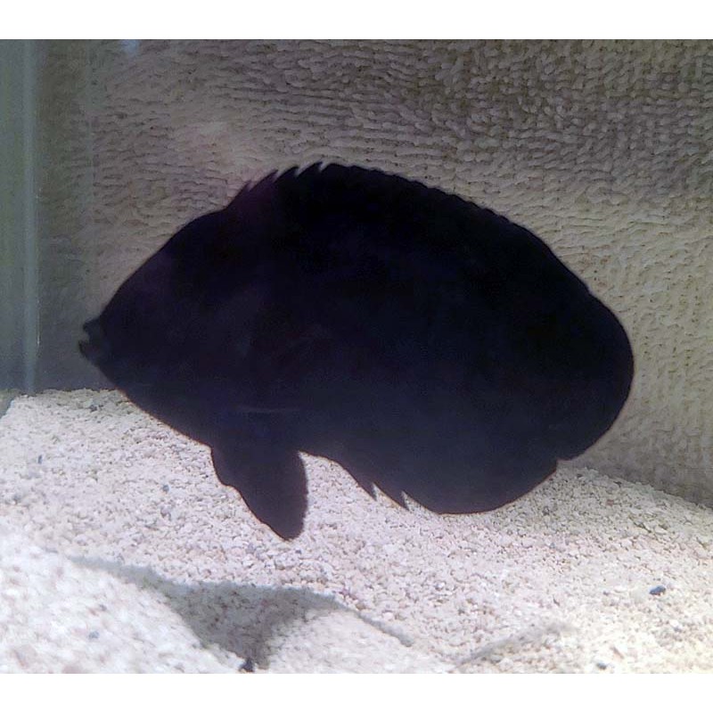 Black Nox Angelfish (Centropyge nox) Black Nox Angelfish (Centropyge nox)