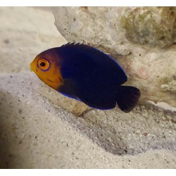 Pygmy Cherub Angelfish (Centropyge argi)