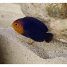 Pygmy Cherub Angelfish (Centropyge argi)