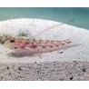 Tangaroa Goby (Ctenogobiops tangaroai)