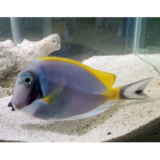 Powder Blue Surgeonfish Tang (Acanthurus leucosternon)