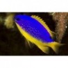 Fiji Blue Devil Damsel (Chrysiptera taupou)
