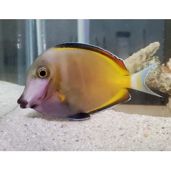 Powder Brown Surgeonfish Tang (Acanthurus japonicus)
