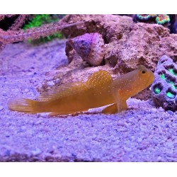Yellow Watchman Goby (Cryptocentrus cinctus) sideview