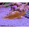 Yellow Watchman Goby (Cryptocentrus cinctus) sideview