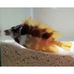 Foxface Rabbit Fish (Siganus vulpinus)