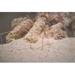 Arrow Crab (Stenorhynchus seticornis)