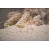 Arrow Crab (Stenorhynchus seticornis)