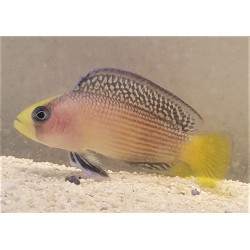 Splendid Dottyback (Manonichthys splendens)