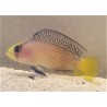 Splendid Dottyback (Manonichthys splendens)