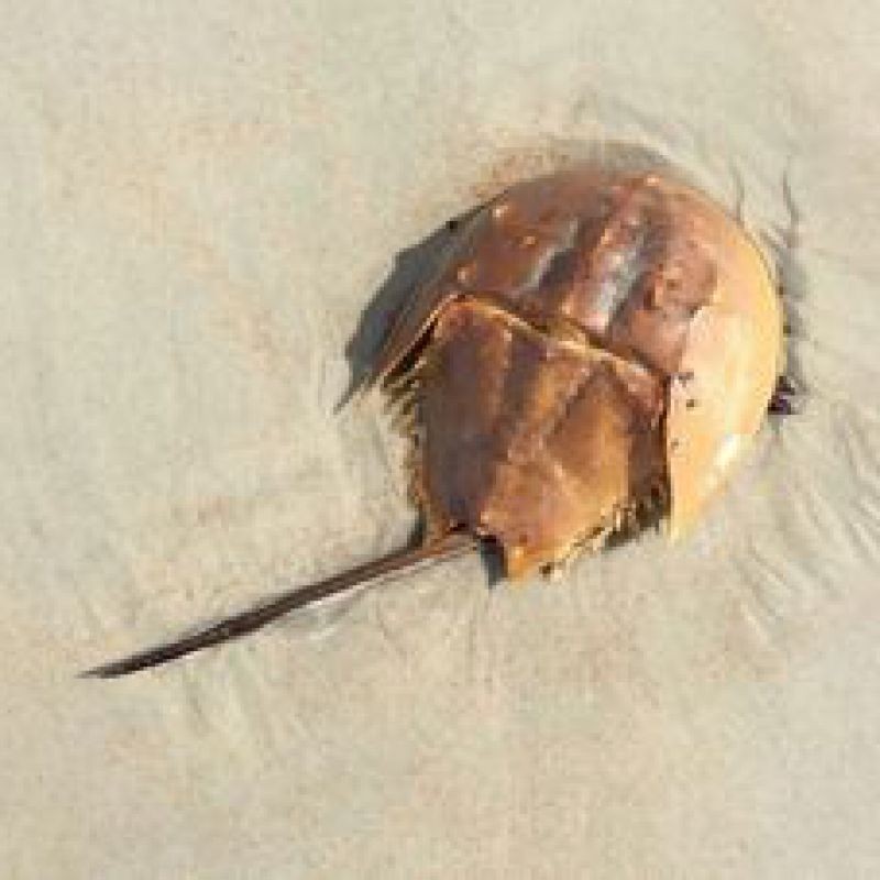 Horseshoe Crab Limulus polyphemus