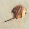 Horseshoe Crab Limulus polyphemus