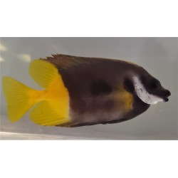Bicolor Foxface Rabbitfish (Siganus uspi)