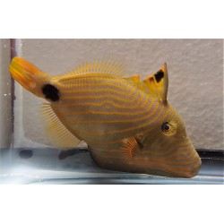 Undulated Triggerfish (Balistapus undulatus) sideview