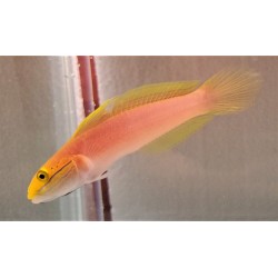 Bella Goby (Valencienna bella)
