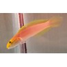 Bella Goby (Valencienna bella)