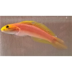 Bella Goby (Valencienna bella) sideview