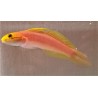 Bella Goby (Valencienna bella) sideview