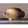 Half Black Angelfish (Centropyge vroliki)