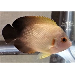 Half Black Angelfish (Centropyge vroliki)