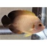 Half Black Angelfish (Centropyge vroliki)