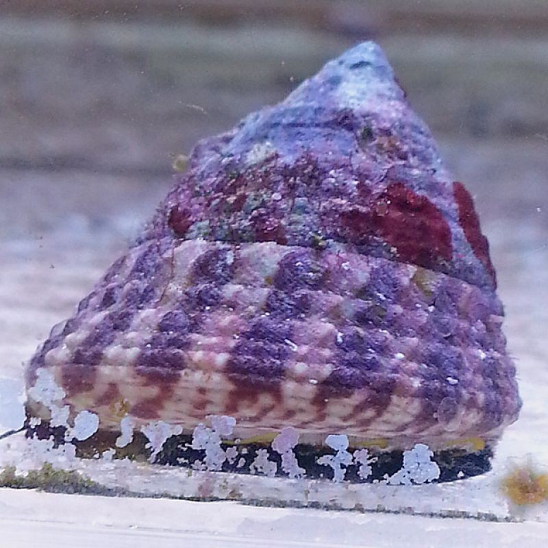 Red Banded Trochus Snail -Trochus sp. Red Banded Trochus Snail -Trochus sp.