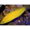Yellow Coris Wrasse (Halichoeres chrysus)