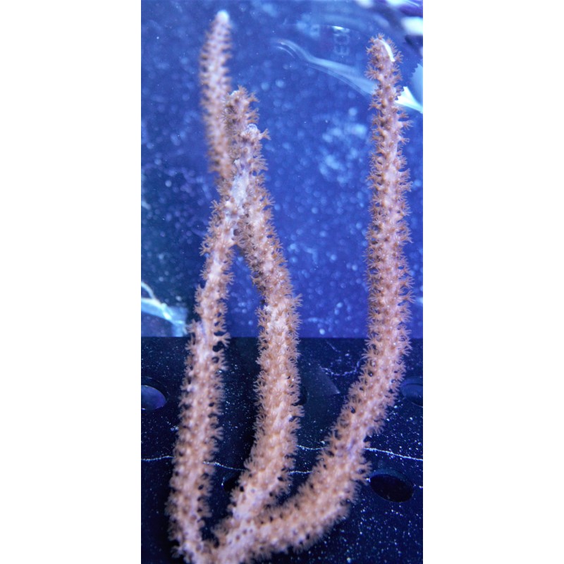 Thick Orange/Peach Gorgonian 2
