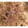 Basket Weaving Starfish (Astrophyton muricatum) 2