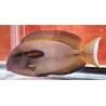 Orange Shoulder Tang Juvenile (Acanthurus olivaceus)
