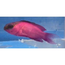 Blackcap Basslet (Gramma melacara)