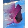 Blackcap Basslet (Gramma melacara) face