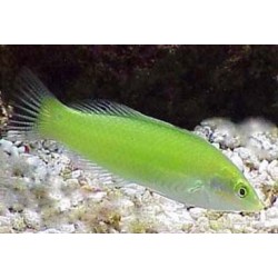 Green Coris Wrasse (Halichoeres chrysus)