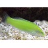Green Coris Wrasse (Halichoeres chrysus)
