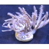 Pink Waving Hand Anthelia  Aquacultured 3