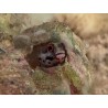 Barnacle Blenny (Acanthemblemaria Macrospilus)