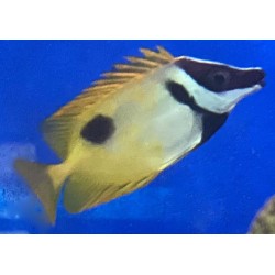 One Spot Foxface Rabbitfish (Siganus vulpinus)